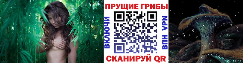 Псилоцибиновые грибы GOLDEN TEACHER  дарнет шоп  Судак 
